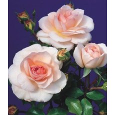 Rose 'Pearl' 3Ldp / 5Ldp Rose 'Pearl' 3Ldp / 5Ldp