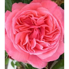 Rose 'Special Anniversary' 3Ldp / 5Ldp Rose 'Special Anniversary' 3Ldp / 5Ldp