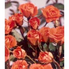 Rose 'Sunseeker' 3Ldp / 5Ldp Rose 'Sunseeker' 3Ldp / 5Ldp