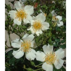 Rose 'Wedding Day' 4Ldp Rose 'Wedding Day' 4Ldp