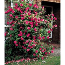 Rose 'Zepherine Drouhin' 5Ldp Rose 'Zepherine Drouhin' 5Ldp