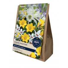 TAYLORS Scented Collection TAYLORS Scented Collection