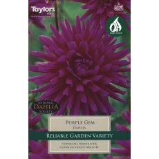 TAYLORS Dahlia Purple Gem TAYLORS Dahlia Purple Gem