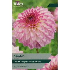 TAYLORS Dahlia Arbatax TAYLORS Dahlia Arbatax