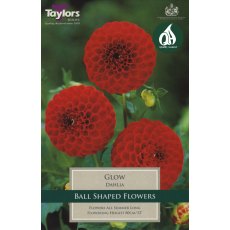 TAYLORS Dahlia Glow TAYLORS Dahlia Glow