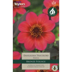 TAYLORS Dahlia Dahlegria Tricolore TAYLORS Dahlia Dahlegria Tricolore