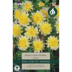 TAYLORS Dahlia Freya's Paso Doble TAYLORS Dahlia Freya's Paso Doble