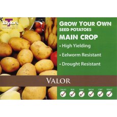 SEED POTATO - MAIN CROP 'Valor' - 2kg SEED POTATO - MAIN CROP 'Valor' - 2kg