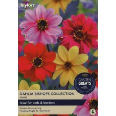 TAYLORS Dahlia Bishops Collection TAYLORS Dahlia Bishops Collection
