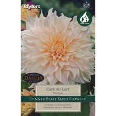TAYLORS Dahlia Cafe Au Lait TAYLORS Dahlia Cafe Au Lait