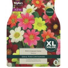 TAYLORS Dahlia Pot Collection XL Value TAYLORS Dahlia Pot Collection XL Value