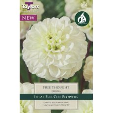 TAYLORS Dahlia Free Thought TAYLORS Dahlia Free Thought