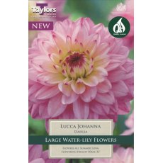 TAYLORS Dahlia Lucca Johanna TAYLORS Dahlia Lucca Johanna
