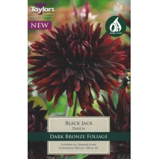 TAYLORS Dahlia Black Jack TAYLORS Dahlia Black Jack