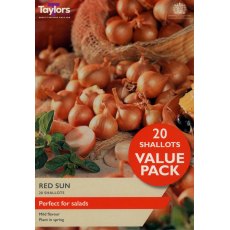 SHALLOT 'Red Sun' SHALLOT 'Red Sun'