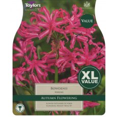TAYLORS Nerine Bowdenii XL Value TAYLORS Nerine Bowdenii XL Value