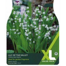TAYLORS Lily Of The Valley XL Value TAYLORS Lily Of The Valley XL Value