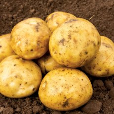 SEED POTATO - FIRST EARLY 'Premiere' - 2.5kg SEED POTATO - FIRST EARLY 'Premiere' - 2.5kg