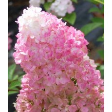 Hydrangea paniculata 'Sundae Fraise' 2L Hydrangea paniculata 'Sundae Fraise' 2L