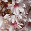 Prunus incisa 'Mikinori' 2L Prunus incisa 'Mikinori' 2L