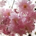 Prunus incisa 'Oshidori' 2L Prunus incisa 'Oshidori' 2L