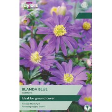 TAYLORS Anemone Blanda Blue TAYLORS Anemone Blanda Blue