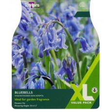 TAYLORS Bluebells TAYLORS Bluebells