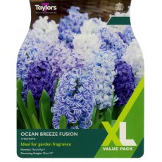 TAYLORS Hyacinth Ocean Breeze Fusion TAYLORS Hyacinth Ocean Breeze Fusion