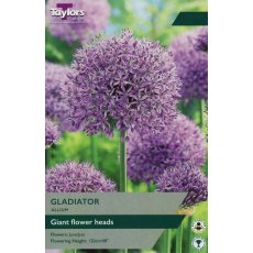 TAYLORS Allium Gladiator TAYLORS Allium Gladiator