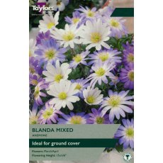 TAYLORS Anemone Blanda Mixed TAYLORS Anemone Blanda Mixed