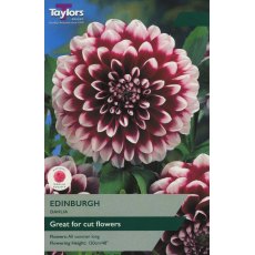 TAYLORS Dahlia Edinburgh TAYLORS Dahlia Edinburgh