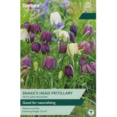 TAYLORS Fritillaria Meleagris Mixed TAYLORS Fritillaria Meleagris Mixed