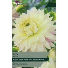 TAYLORS Dahlia Kiev TAYLORS Dahlia Kiev