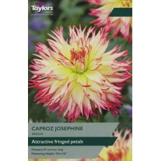 TAYLORS Dahlia Caproz Josephine TAYLORS Dahlia Caproz Josephine