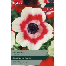 TAYLORS Anemone Pinafore (Coronaria Bicolor) TAYLORS Anemone Pinafore (Coronaria Bicolor)