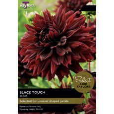 TAYLORS Dahlia Black Touch - Special Edition TAYLORS Dahlia Black Touch - Special Edition