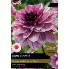 TAYLORS Dahlia Creme De Cassis - Special Edition TAYLORS Dahlia Creme De Cassis - Special Edition