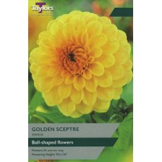 TAYLORS Dahlia Golden Sceptre TAYLORS Dahlia Golden Sceptre