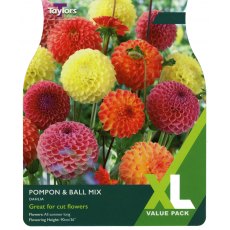 TAYLORS Dahlia Pompons & Ball Mixed XL Value TAYLORS Dahlia Pompons & Ball Mixed XL Value