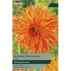 TAYLORS Dahlia Rejmans Firecracke TAYLORS Dahlia Rejmans Firecracke
