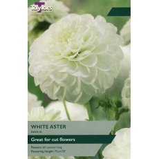 TAYLORS Dahlia White Aster TAYLORS Dahlia White Aster