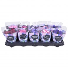 Saintpaulia 9 cm Saintpaulia 9 cm