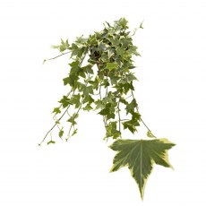 Hedera hel Yellow Ripple 13cm Hedera hel Yellow Ripple 13cm