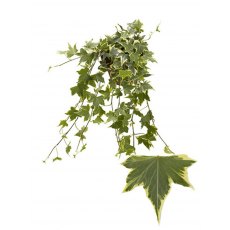 Hedera hel Yellow Ripple 13cm Hedera hel Yellow Ripple 13cm