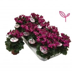 Cyclamen SS Petticoat Mix 10.5cm Cyclamen SS Petticoat Mix 10.5cm