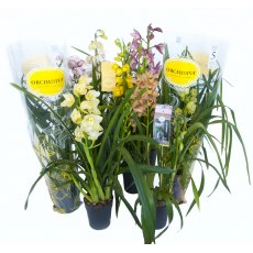 Cymbidium - 2 Stem 14cm Cymbidium - 2 Stem 14cm