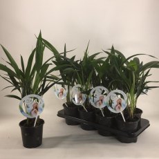 Kentia (Howea forsteriana) 'Air so pure' 13cm Kentia (Howea forsteriana) 'Air so pure' 13cm