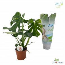 Monstera deliciosa 'Air So Pure' 17cm Monstera deliciosa 'Air So Pure' 17cm