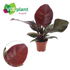 Philodendron Sunlight 12 cm Philodendron Sunlight 12 cm