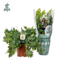 Phlebodium aureum Davana 'Air so Pure' 12cm Phlebodium aureum Davana 'Air so Pure' 12cm